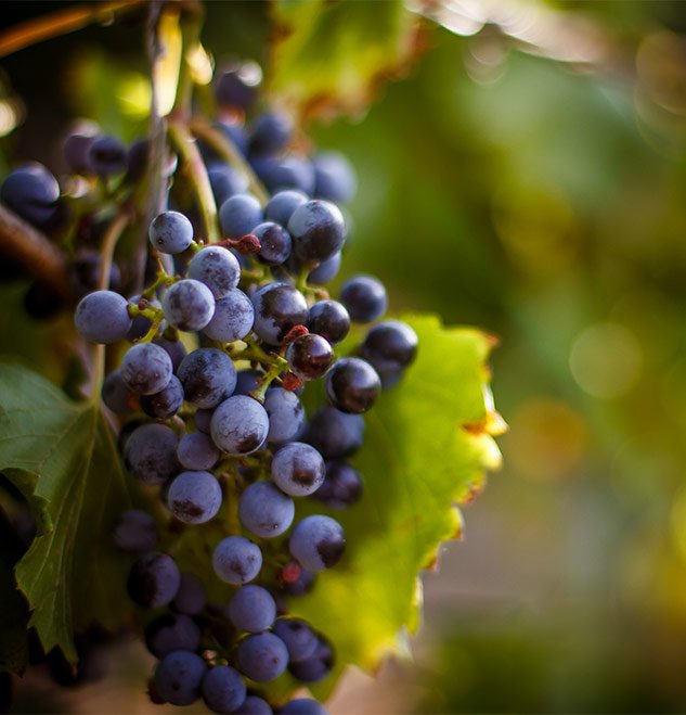 Chautauqua Vineyard & Winery